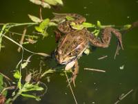 Frosch in einer Wasserzisterne